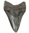 Fossil Megalodon Tooth - Georgia #64549-1